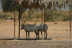 Arabian Oryx at Shaumari Reserve