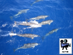 Escorted by a school of 50 dolphins..!