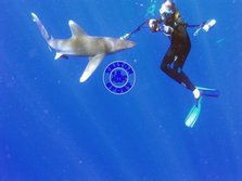 Alex gettiing friendly with an oceanic white tip