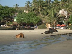 Arambol beach with added cows