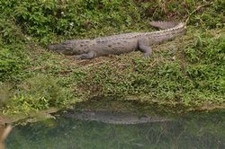 A mugger crocodile basking in the sun