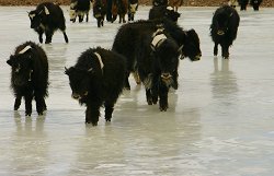 Ice Skating Yaks
