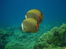 A pair of butterfly fish