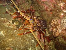 A crayfish in the cave