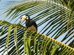 Hornbill, I think, or is it a toucan?