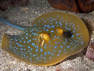 Blue spotted ray.. Much smaller than the ray that attacked me!