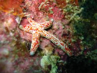 A colourful starfish