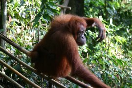 Orangutans at the Bohorok centre