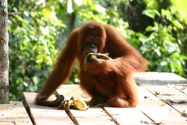 Orangutans at the Bohorok centre