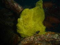 A sponge with a mouth