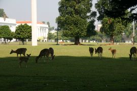 Deer grazing at the Bogor Botanical Gardens
