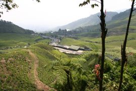 A tea plantation on the highway running through Java
