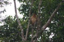 The probiscus monkey with his chili hanging out