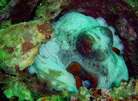 An octopus finds shelter on the Cement Wreck