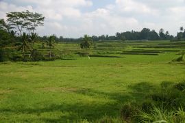 Rice paddies around Ubud