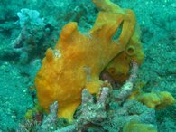 The odd looking painted frogfish