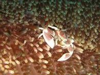 A porceline crab hiding in the anenome