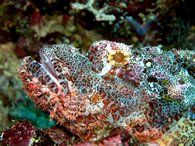 A scorpion fish sits still for a photo