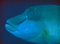 Mr Napoleon Wrasse puts in an appearance