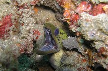 A moray tucked away in a crack