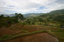 The rice fields of Taraja