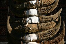 Rows of buffalo horns from ceremonies past 