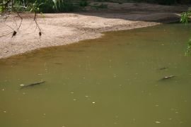 Freshwater crocodiles doing not much at Windjana Gorge