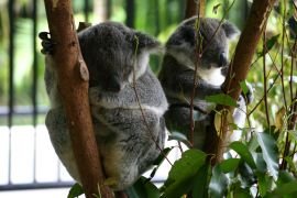 Koalas, Australia Zoo