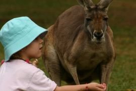 Kangaroo, Australia Zoo