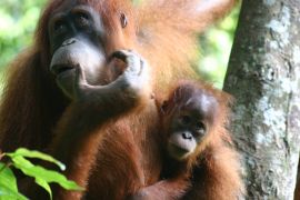 Orangutans, Sumatra