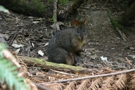 Tasmanian pademelon with joey