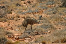 Emus' roam freely