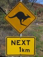 Watch out for those kangaroos