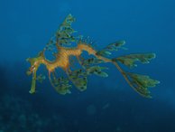 A leafy sea horse floating in Bremer Bay