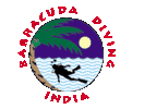 Barracuda Diving
